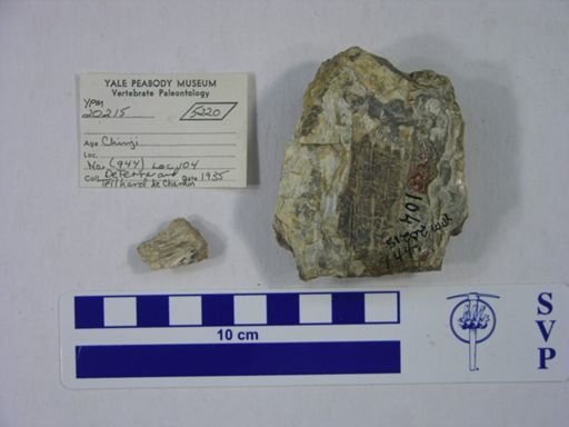 Proboscidea