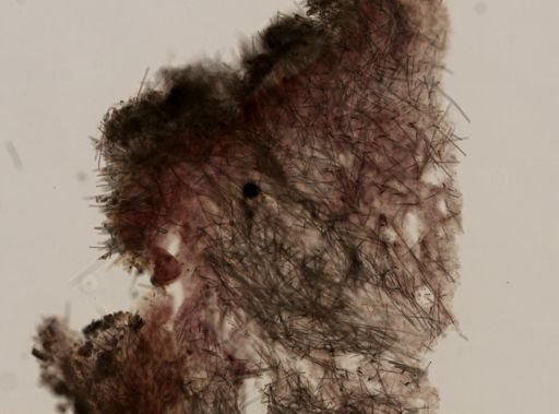 Myrmekioderma granulatum