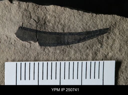 undet. Eurypterida