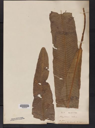 Polypodium