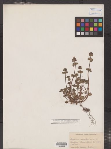 Lamium amplexicaule