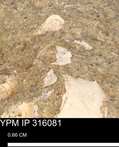 undet. Mollusca