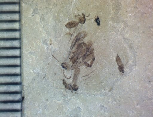 Coleoptera?