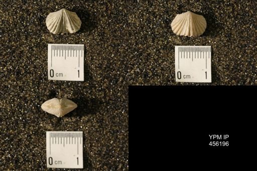 Platystrophia biforata