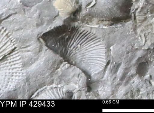 Devonochonetes scitulus