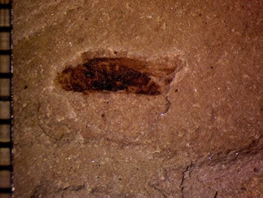 undet. Hemiptera