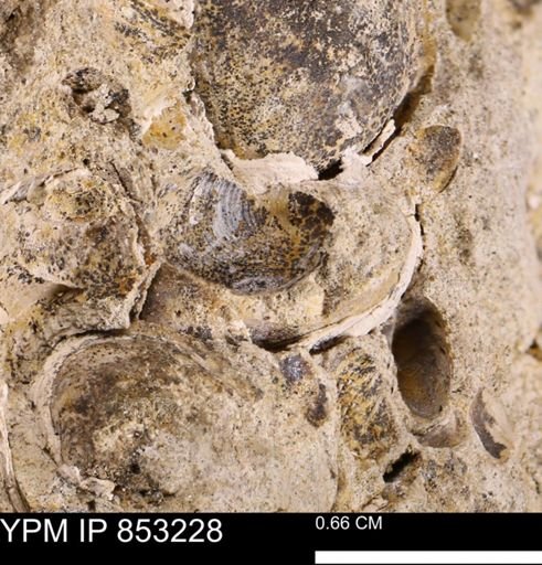 Limopsis striatopunctatus