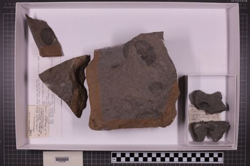 mixed taxa, stratigraphic collection