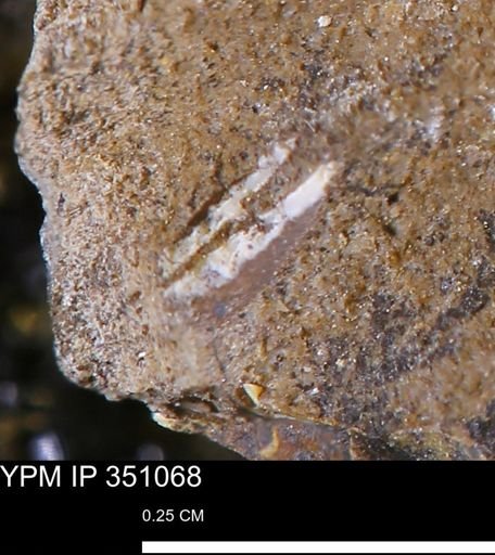 undet. Mollusca