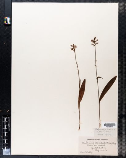 Platanthera clavellata