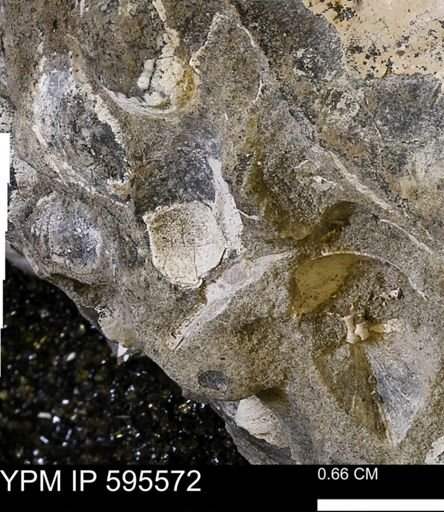 Protocardia sp.