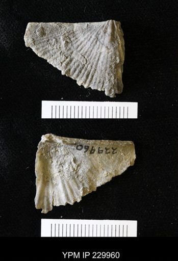 Neospirifer sp.