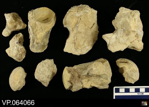 undet. Mosasauridae