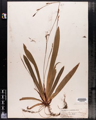 Carex