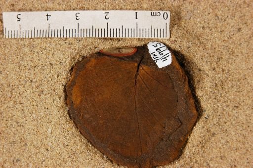 Angiospermopsida