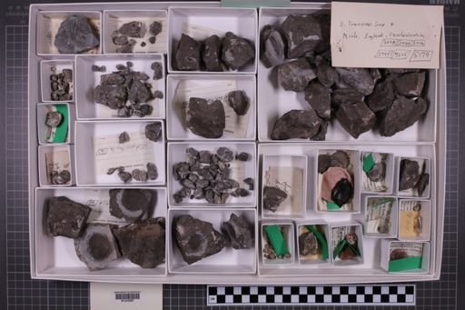 mixed taxa, stratigraphic collection