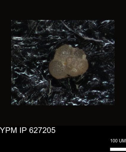 undet. Foraminiferida