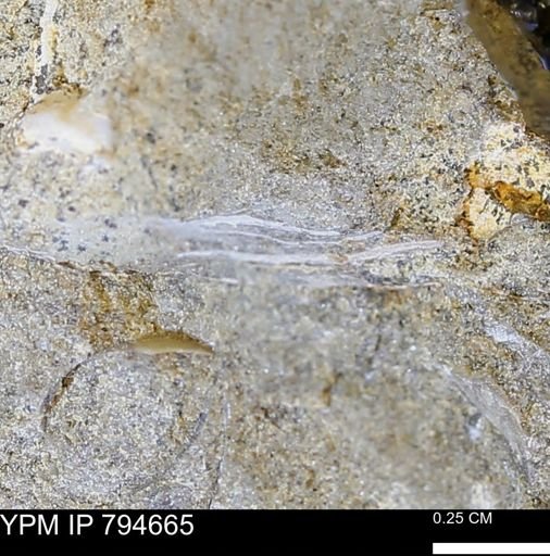 undet. Mollusca