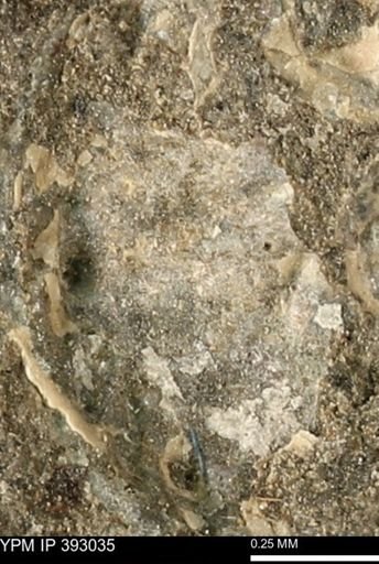 undet. Mollusca