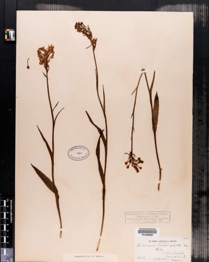 Habenaria