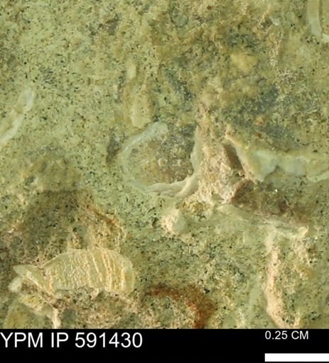 undet. Bivalvia