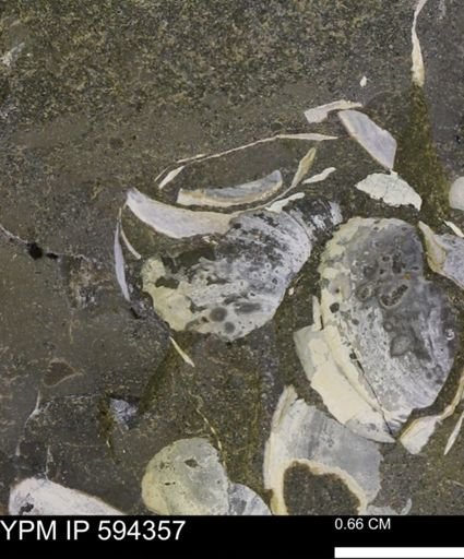 Protocardia sp.