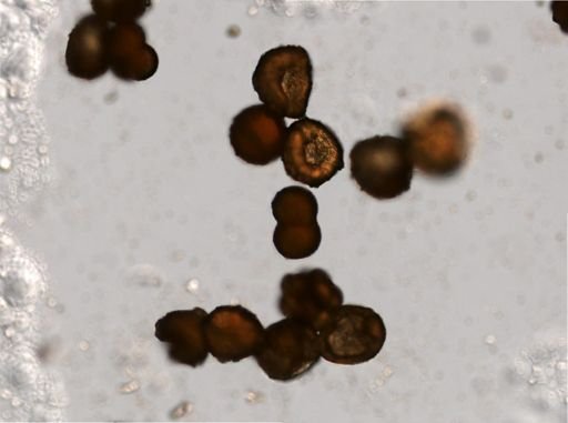 Rotifera
