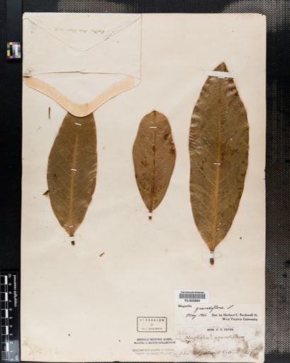 Magnolia grandiflora
