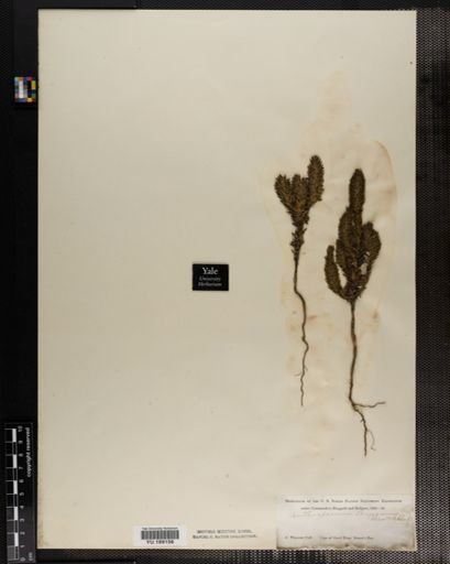 Plantae