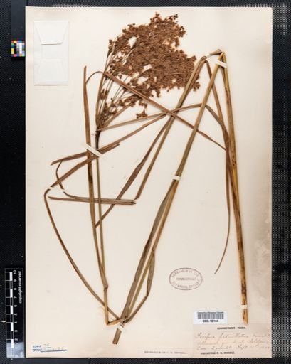 Scirpus pedicellatus