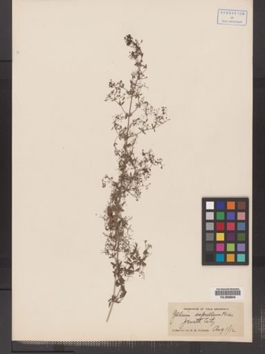 Galium asprellum