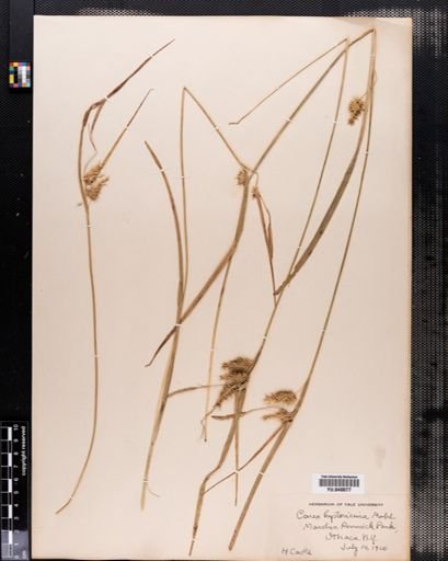 Carex hystricina