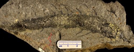 Drepanophycus cf. spinaeformis