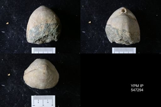 Terebratula sp.