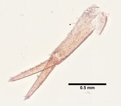 Hyalella