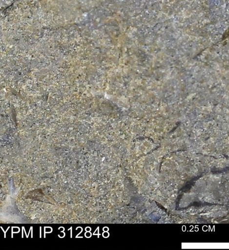 undet. Mollusca