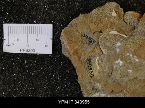 Corbicula sp.