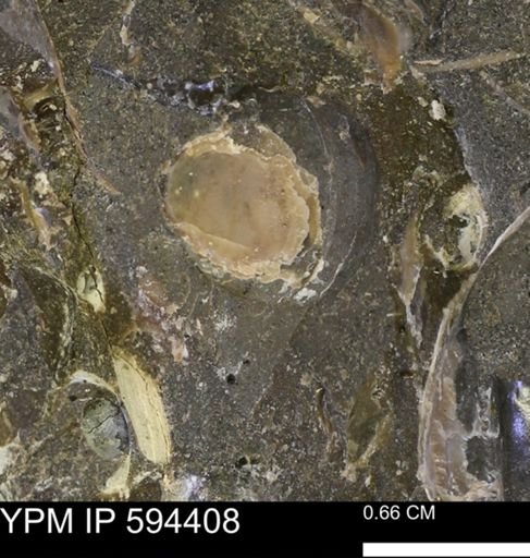 undet. Bivalvia