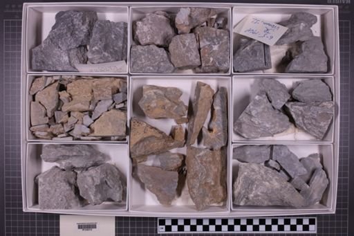 mixed taxa, stratigraphic collection