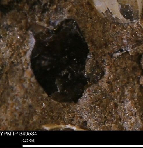undet. Mollusca