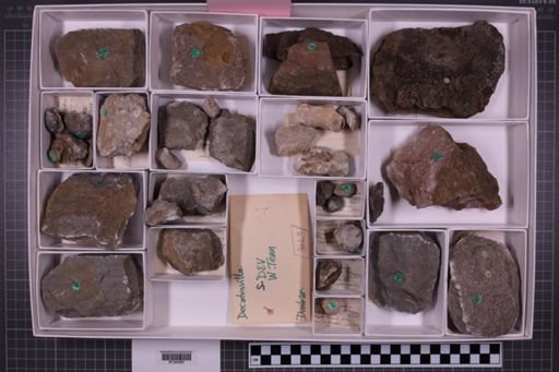 mixed taxa, stratigraphic collection