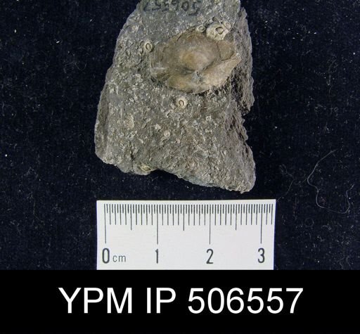 undet. Brachiopoda; modern encrusting barnacles