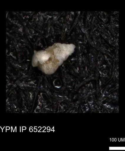 undet. Heterohelicidae