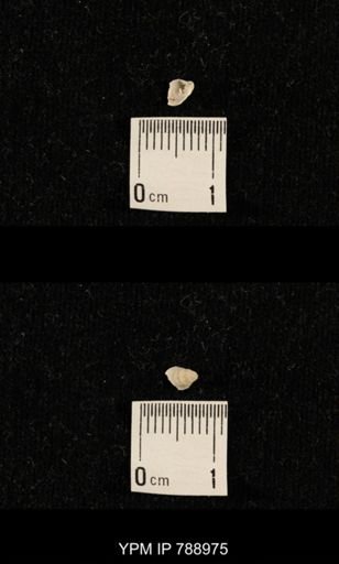 undet. Brachiopoda