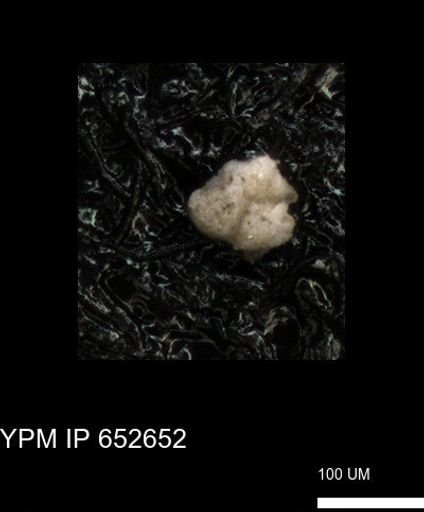 undet. Foraminiferida