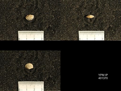 Plectorthis plicatella