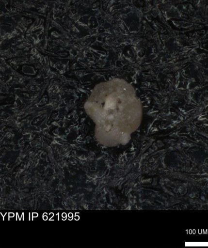 undet. Foraminiferida
