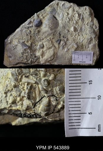 Euconospira sp.