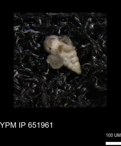 undet. Heterohelicidae