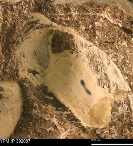 Protocardia sp.